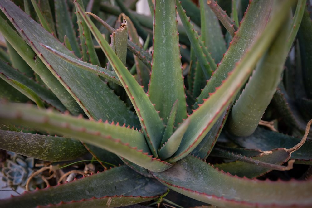 cosmetics - aloe vera