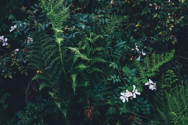 cleanser - botanical