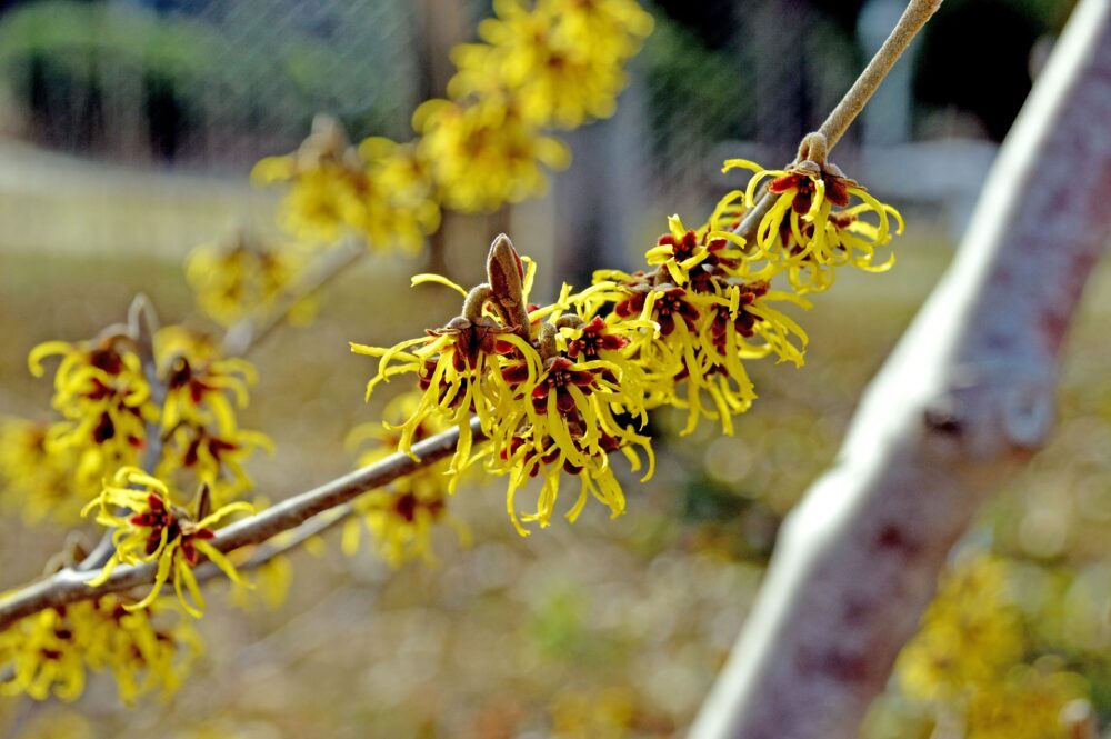 Depilators - witch hazel